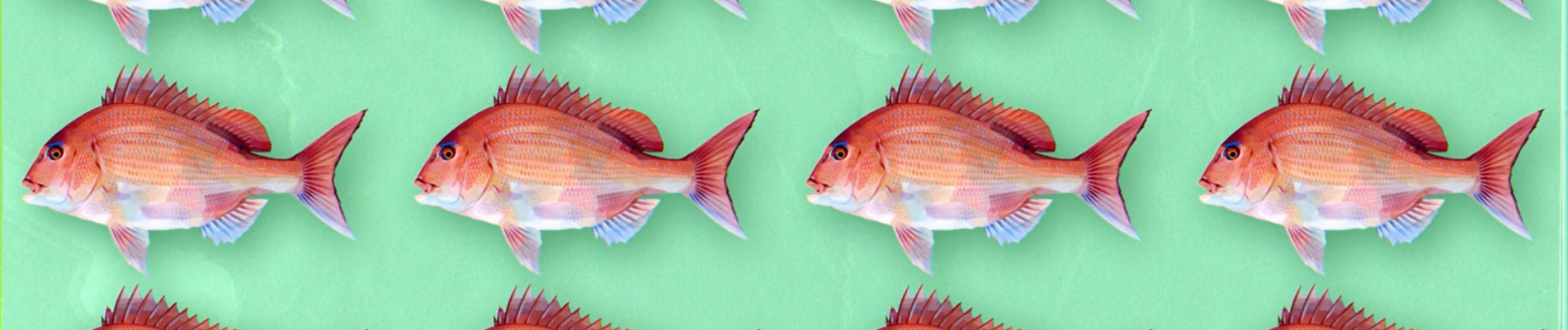 Negative Positive Angler official artwork