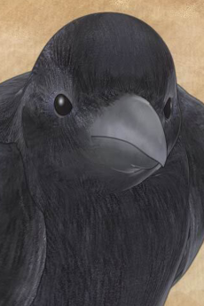 Karasu