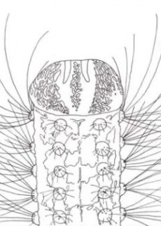 METAMORPHOSE cover art