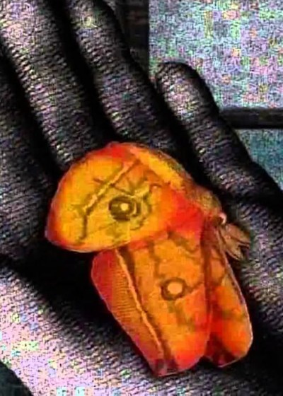 A Place Where There Are Moths cover art